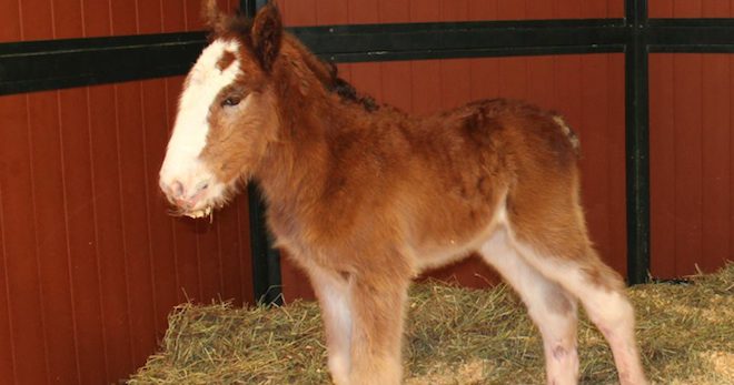 Budweiser Welcomes First Clydesdale Foal of 2016