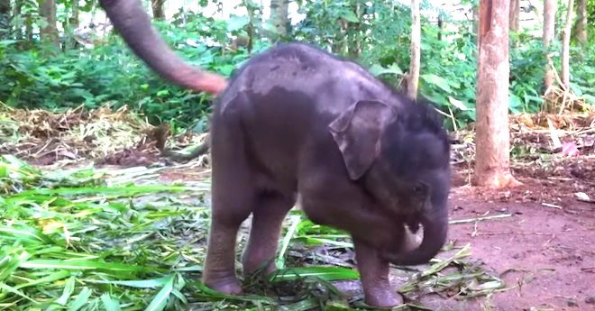 baby elephant plays with trunk