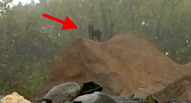 Two Women Rescue Stray Dog In Junkyard After Feeding Him For A Year