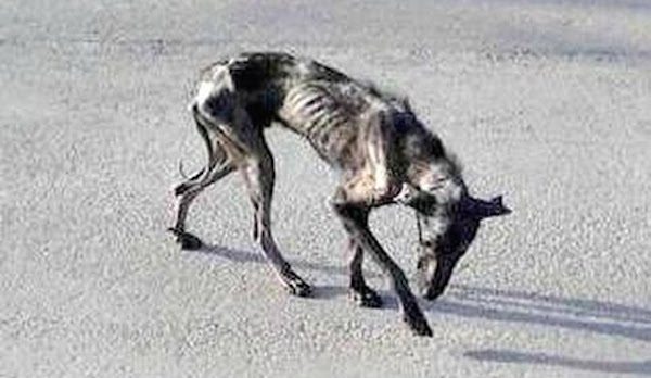 Rescuers Gave This Dog A Home To Die In, But He Decided To Live Instead