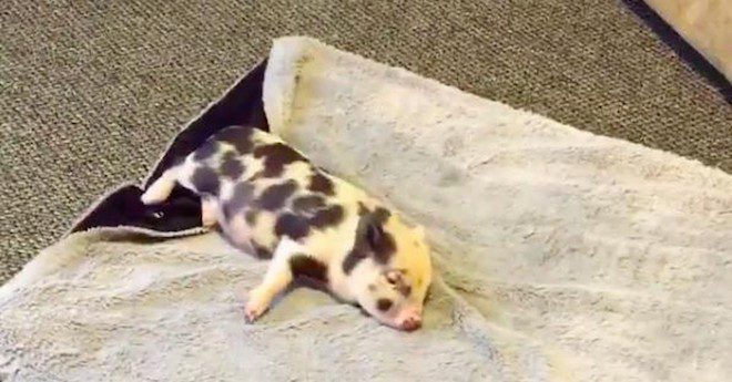 Rescue Piglet Just Can’t Stop Running, Until She Feels Her New Blanket