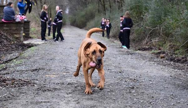 Bloodhound Accidentally Joins Half Marathon And Runs Entire Race
