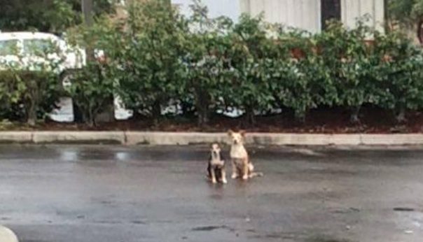 Bonded Pair Of Dogs Abandoned In Parking Lot Wait Two Weeks For Their Owner To Return