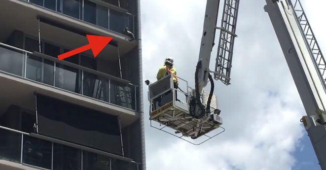 cat on balcony edge