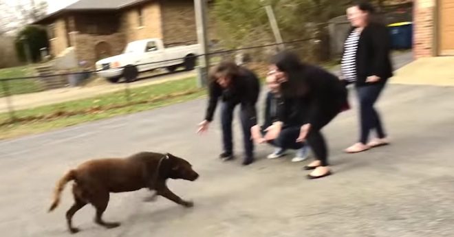 Lost Dog Rescued From Hoarder And Reunited With His Family After 5 Long Years