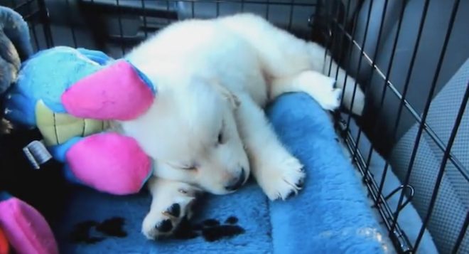 Cooper the Golden Retriever puppy