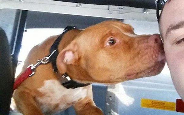 Officer Saves Pit Bull Tied Up In Freezing Cold And Is Rewarded With A Kiss