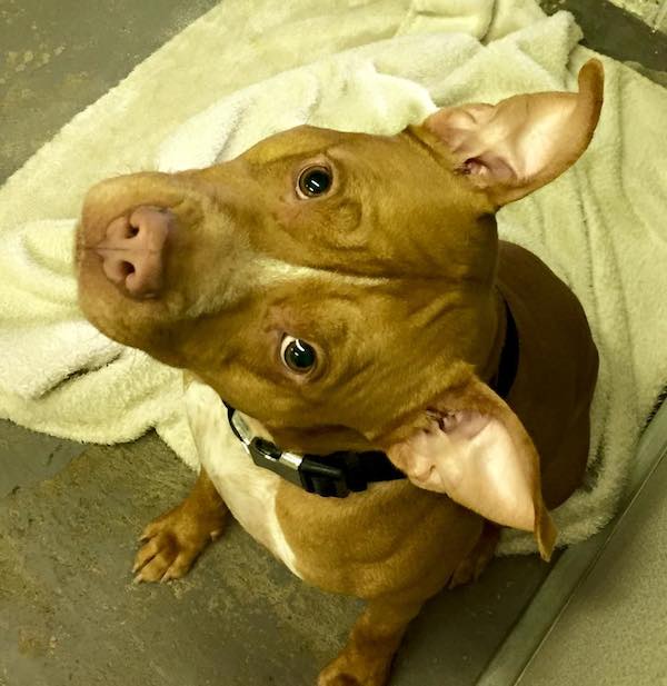 cop-pittie-6