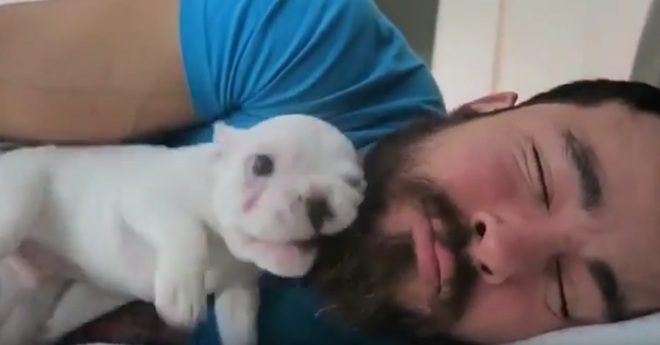 puppy alarm clock