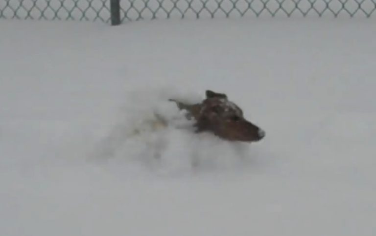 Dachshund Becomes ‘Snow Bunny’ When Let Out To Play In Fresh Snow