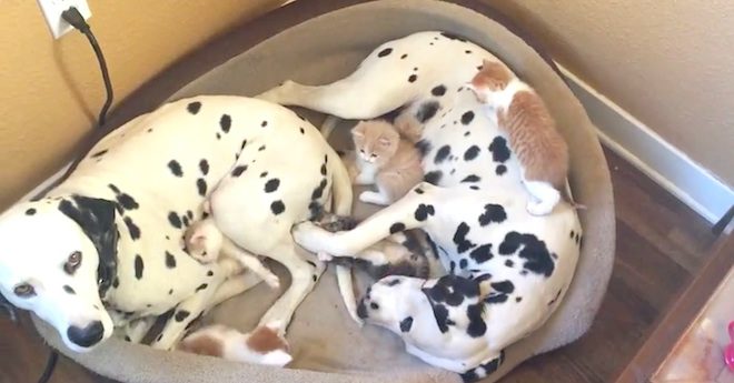 Dalmatians Warmly Welcome Five Foster Kittens Into Their Home