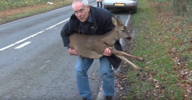 wildlife aid deer rescue