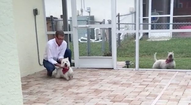 dog can't wait to dive into pool