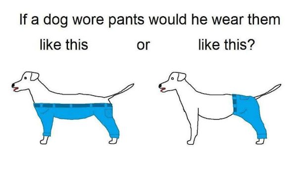 dog pants debate