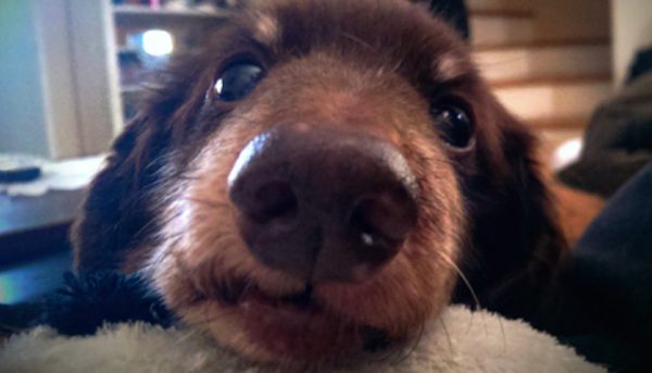 11 Ways Dogs Tell You They Love You