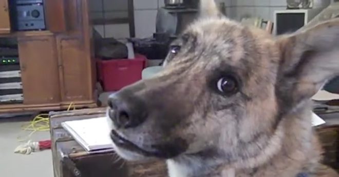 Dog Owner Knows Exactly What The Ultimate Dog Tease Is All About In Classic Video