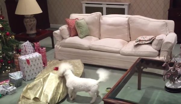 Owner Wraps Himself Up As Giant Christmas Present For His Dog