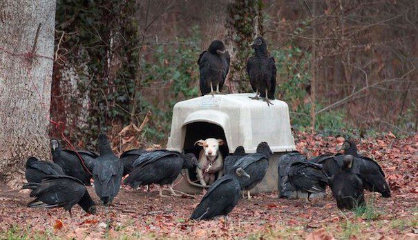 Vultures Were Waiting For A Chained Pit Bull Puppy To Die, But A Photo Changed Her Life