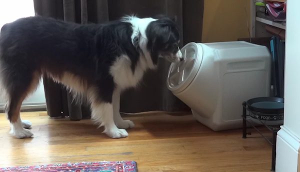 Clever Dog Breaks Into Food Bin That Is Supposed To Be Dog Proof