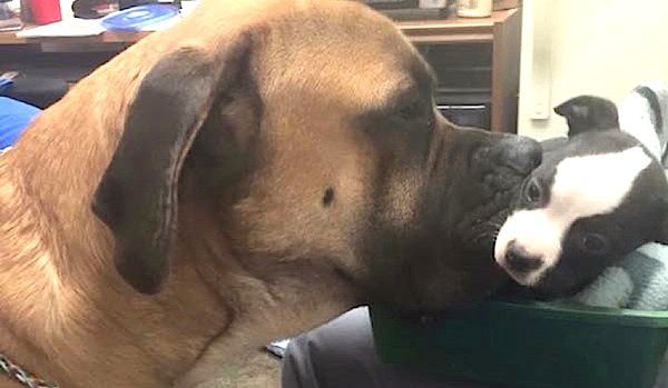 dogs meet at hospital