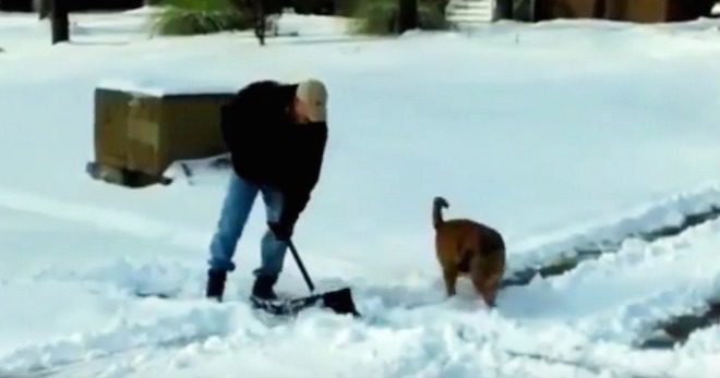 Dogs Hilariously Help Their Owners Shovel Snow
