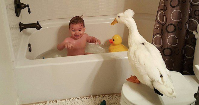 duck and boy