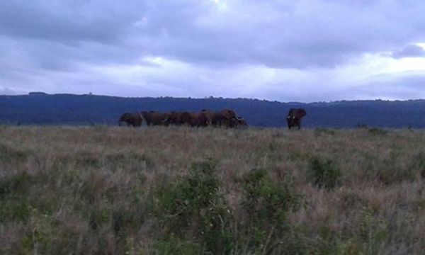 elephant-calf-reunite-1