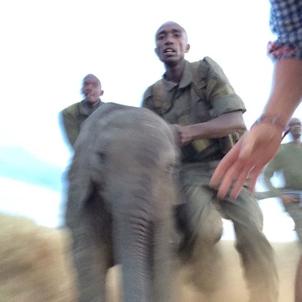 elephant-calf-reunite-2