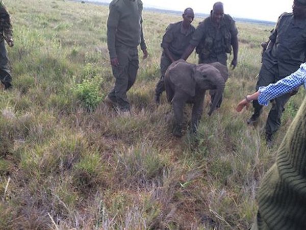 elephant-calf-reunite-3