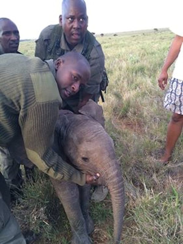 elephant-calf-reunite-4