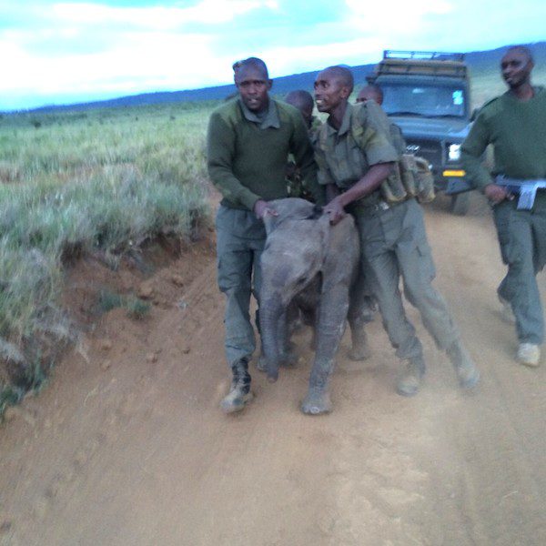 elephant-calf-reunite-5