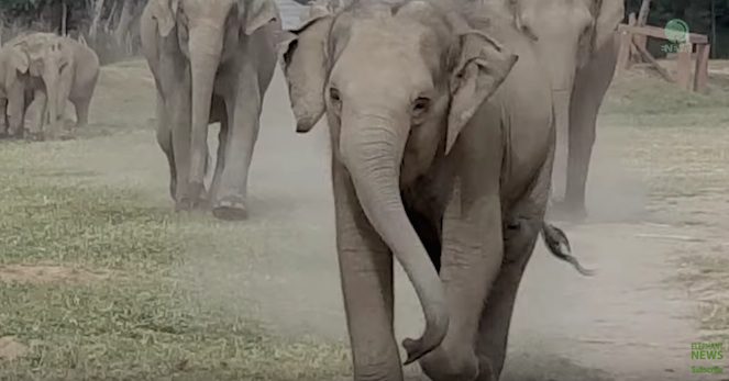 elephant greeting
