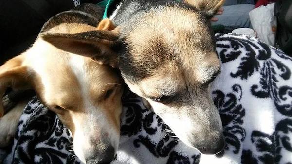 everglades-puppies-1