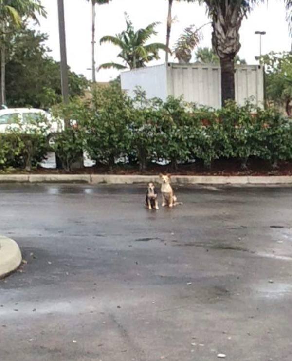 everglades-puppies-2