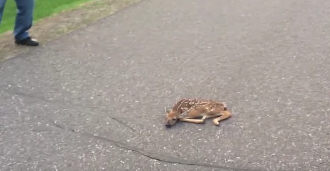 fawn in middle of road