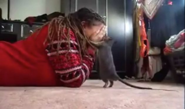 rat plays peek-a-boo