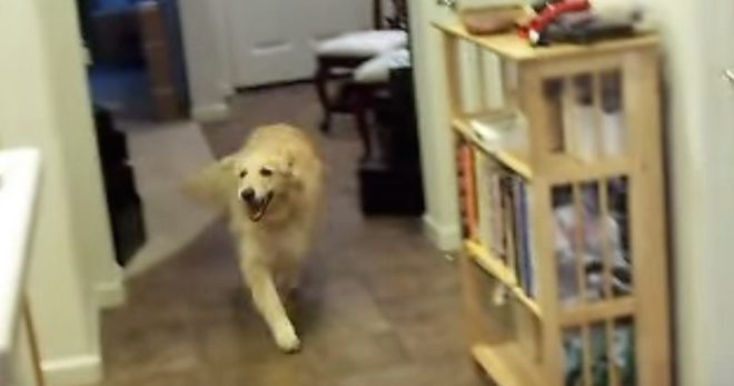 dog cleans toys