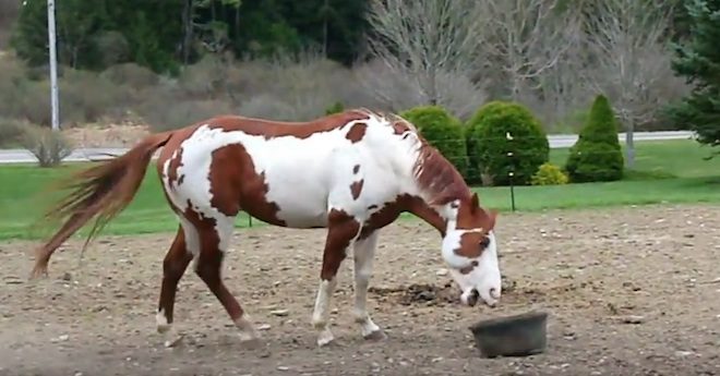 Friendly Horse Plays Fetch With Bucket