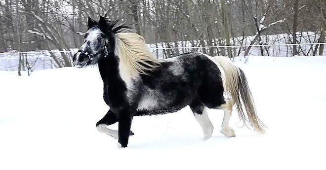 horse in snow