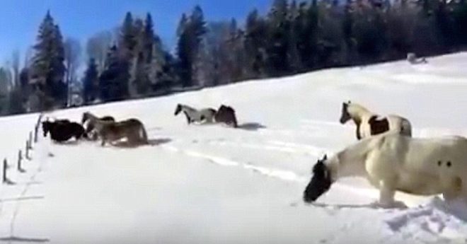 horses in snow