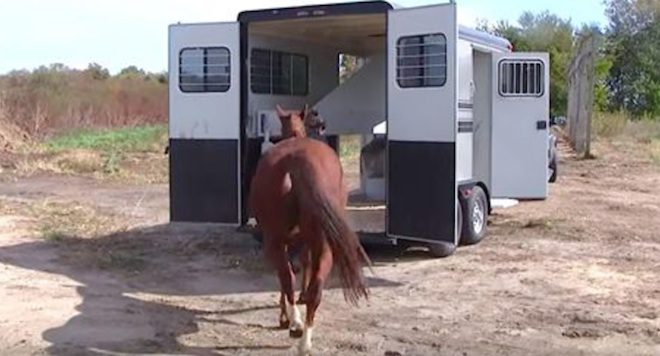 75 Heartbroken Quarter Horses Walk Inside A Trailer To Go To A Better Life