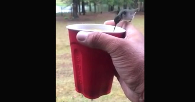 hummingbirds drink from cup