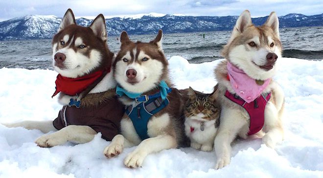 huskies and cat