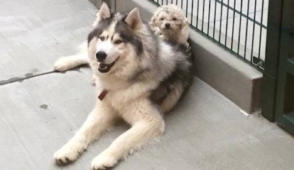 husky and poodle pair