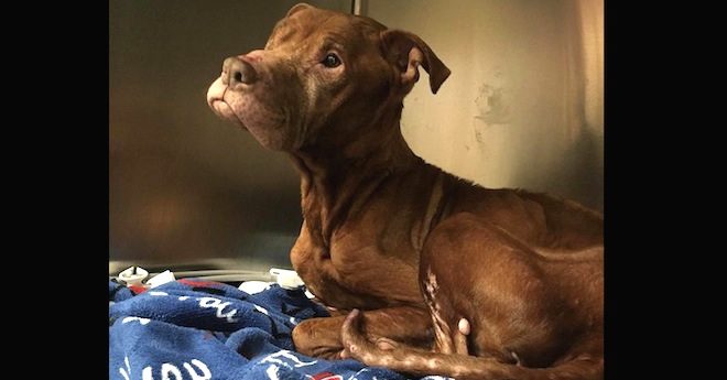 Emaciated Dog Rescued From Basement Cage Embarks On Heartwarming Bucket List Adventure