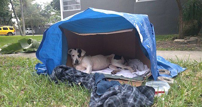 Dog Dumped In Cardboard Box Rescued By Neighbors Who Refused To Look The Other Way