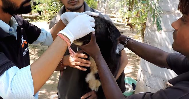 Dog With Badly Injured Face Makes Miraculous Recovery