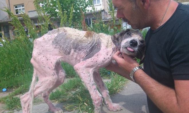 People Demanded That This Puppy Get Caught And Killed, But Rescuers Had Other Plans