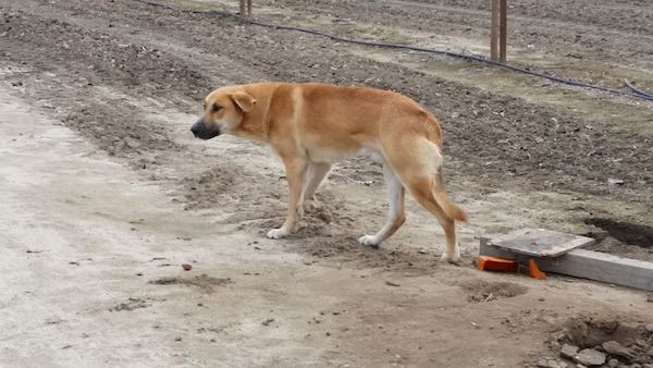 Animal Rescuer Writes Emotional Message To The Person Who Abandoned Their Dog