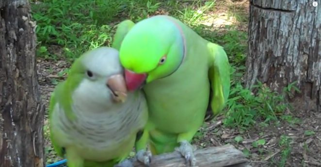 flirting bird